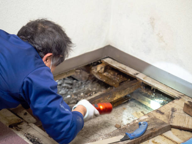Mold Removal Process in Sandy, OR