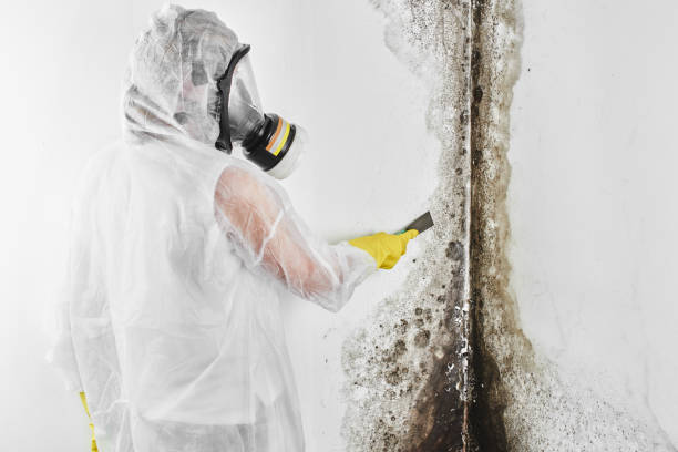 Best Attic Mold Removal  in Sandy, OR
