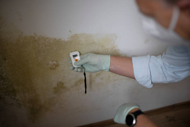 Professional Mold Removal in Sandy, OR