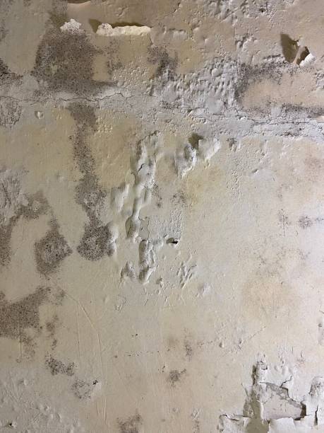 Best Home Mold Removal  in Sandy, OR